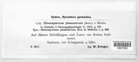 Discosporium phaeosorum image